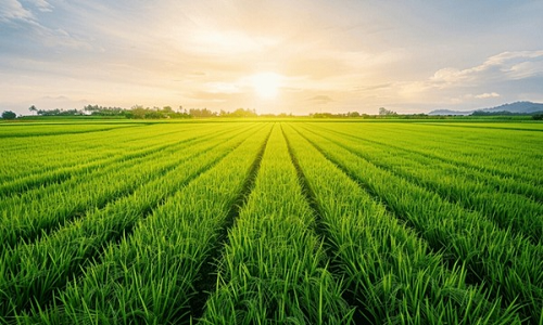 Eco-Agriculture