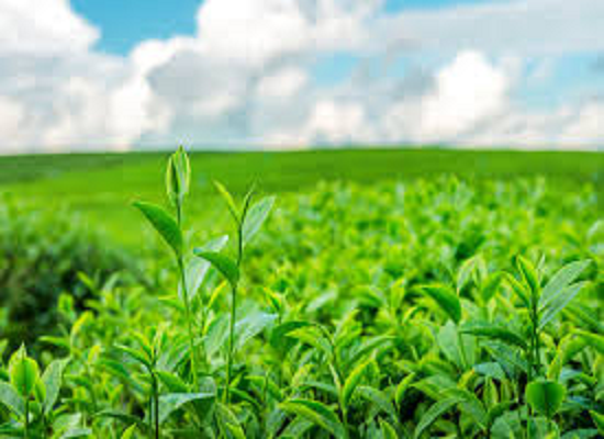 Agriculture Project