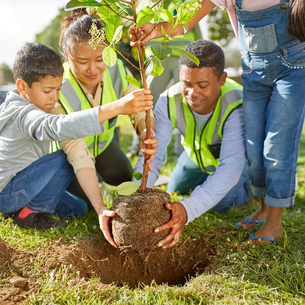 Tree Planting