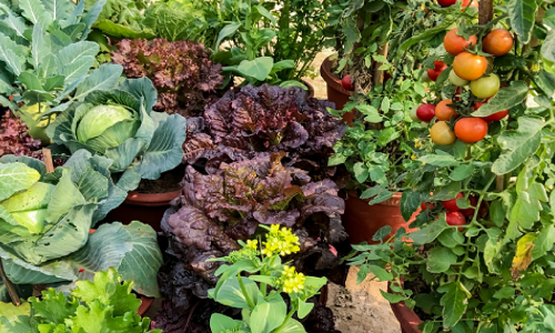 Kitchen Garden