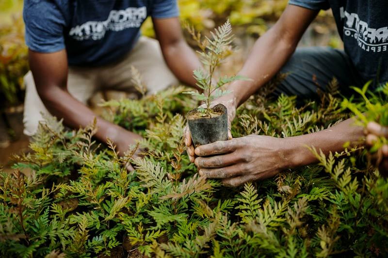 Trees Planted